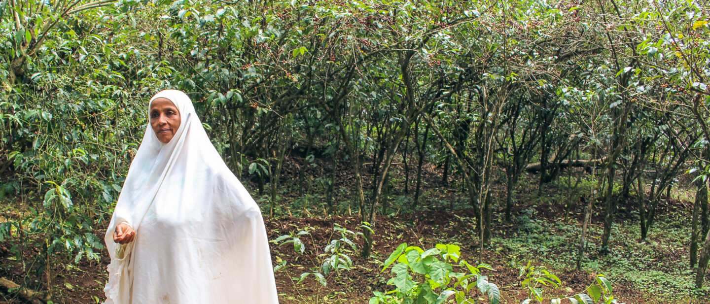 I De H Eth Jimma Jafare Coffee Farmer 21X9