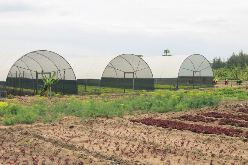 I De Pc Moz 3X2 2018 Mozambique Angelo Cumaio Commercial Farmer Smart Photo By Marlene Muzezela I De Copy Of Img 7644