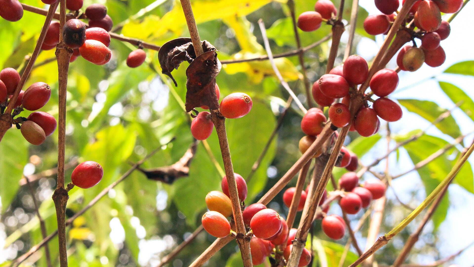 iDE The future for Ethiopian coffee farmers