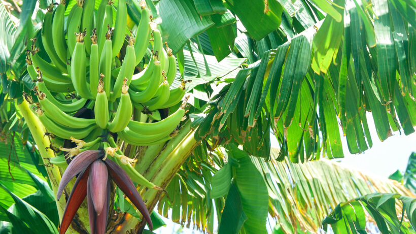 iDE PC Candelario 16x9