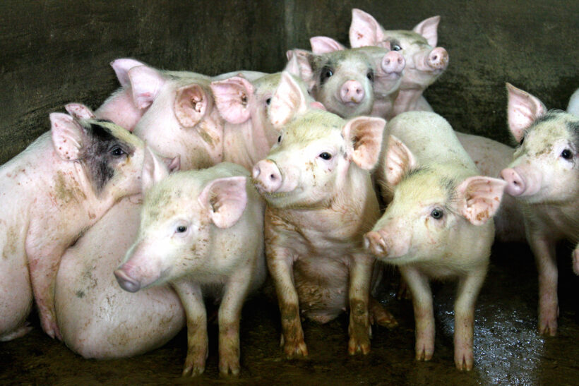 iDE PC VN Ho Thi Hiu Estory Gallery1