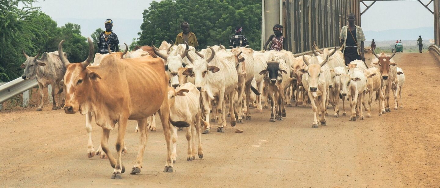 I De Eth Ripa Cattle 21X9 Hero