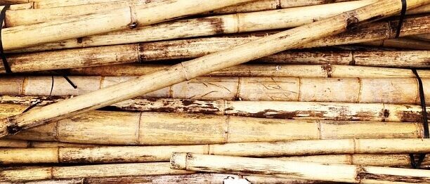 Bamboo